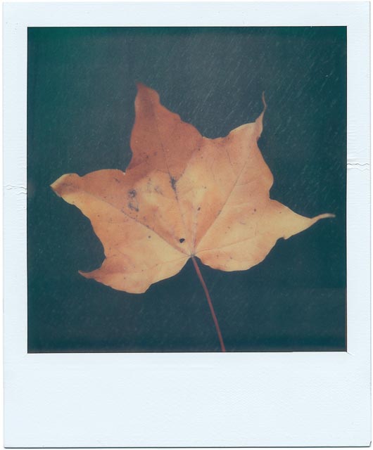 Fall gallery - Image 13