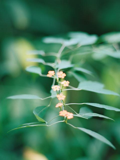 Minolta X-500 gallery - Image 3