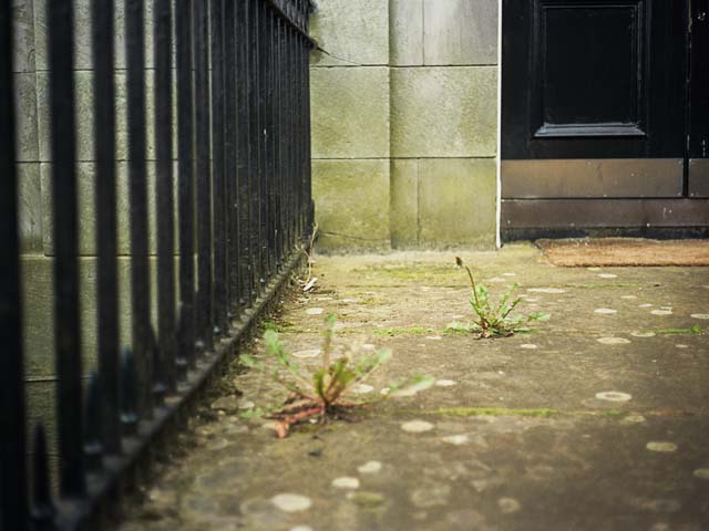 Olympus 35 SP gallery - Image 1 - Blenheim Place, Edinburgh