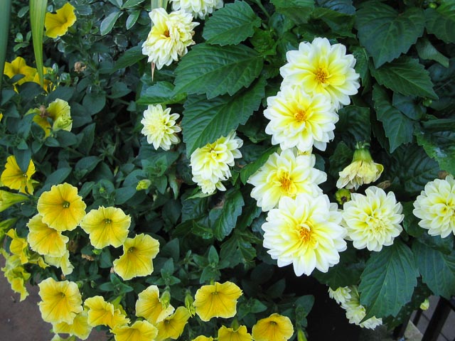 Canon Digital IXUS i gallery - Image 8