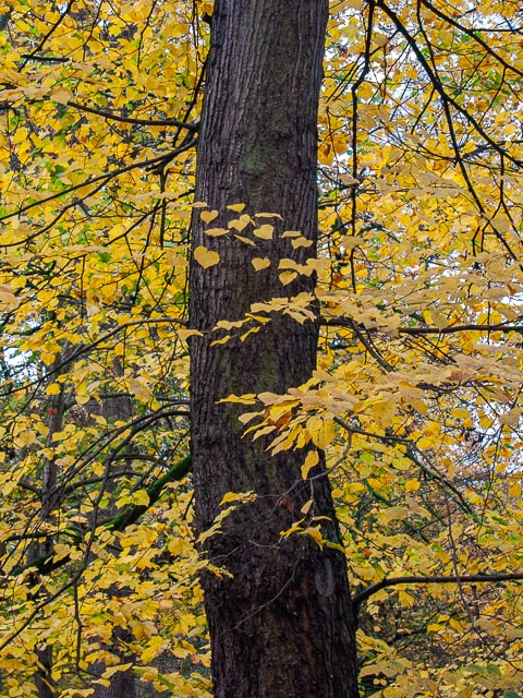 Canon PowerShot S70 gallery - Image 5