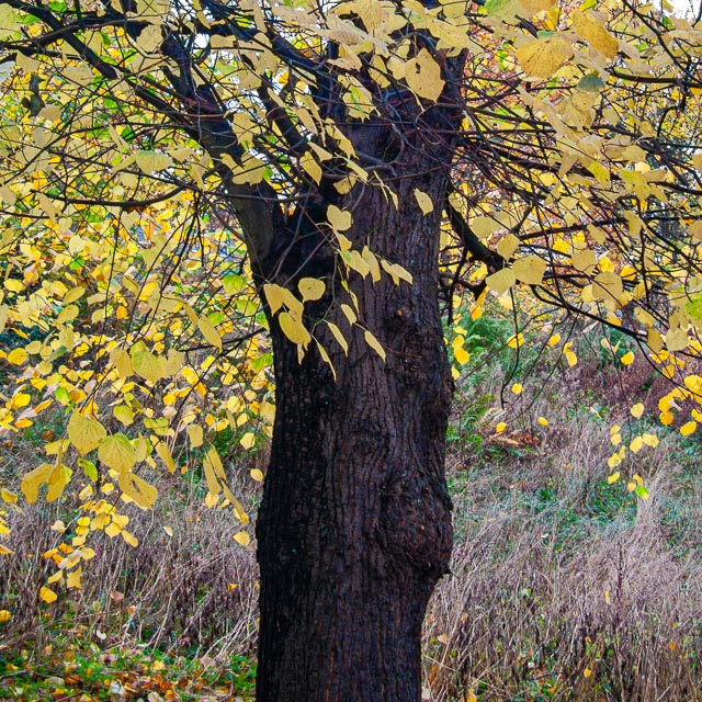 Canon PowerShot S70 gallery - Image 4