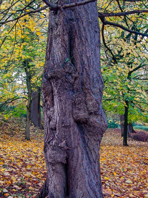 Canon PowerShot S70 gallery - Image 3