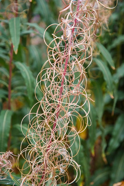 Fujifilm FinePix S5 Pro gallery - Image 3