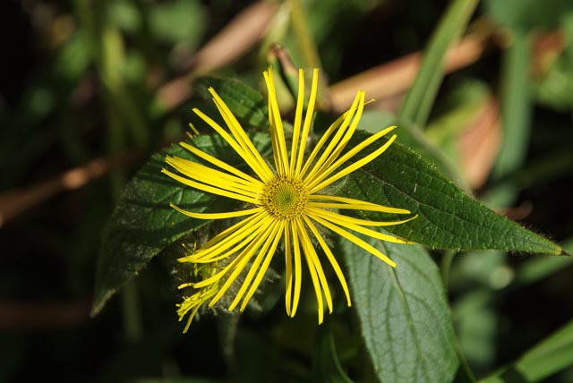 Fujifilm FinePix S5 Pro gallery - Image 5