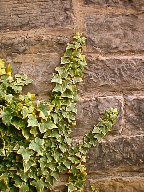 Konica Q-mini gallery - Image 10