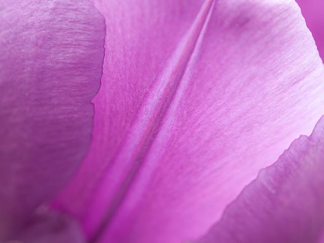 Leica Digilux 3 gallery - Image 2