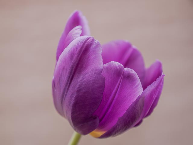 Leica Digilux 3 gallery - Image 1
