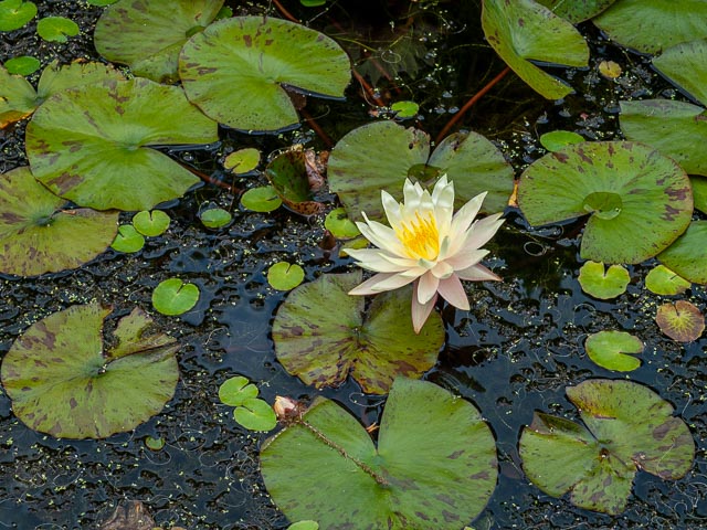 Leica Digilux 3 gallery - Image 17
