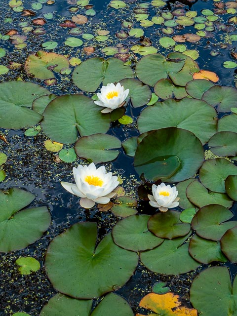 Leica Digilux 3 gallery - Image 18