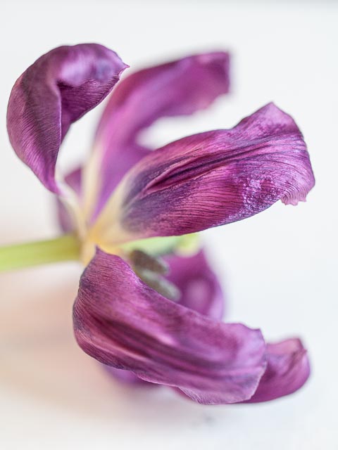 Leica Digilux 3 gallery - Image 5