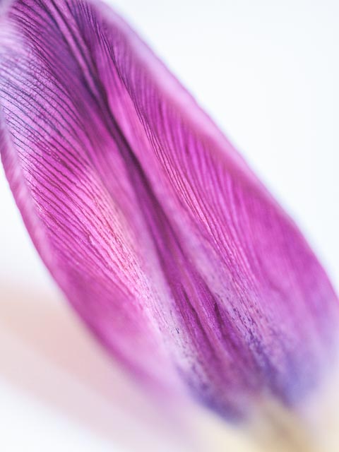 Leica Digilux 3 gallery - Image 6