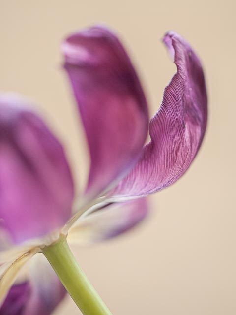 Leica Digilux 3 gallery - Image 4