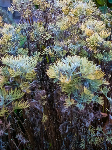 Minolta DiMÂGE EX Zoom 1500 gallery - Image 12