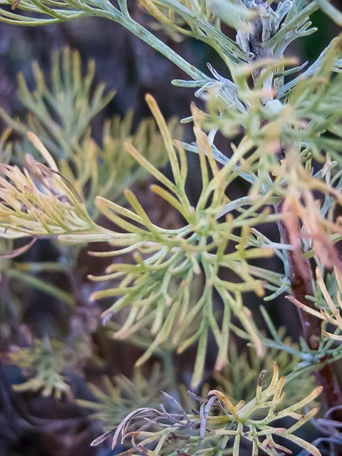 Minolta DiMÂGE EX Zoom 1500 gallery - Image 11