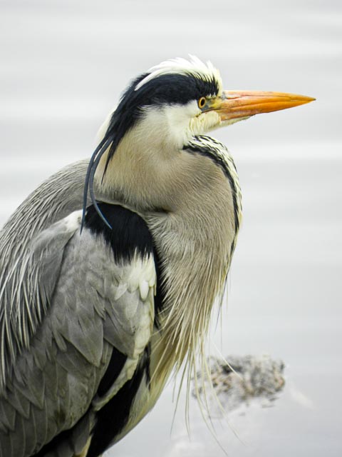 Nikon Coolpix P500 gallery - Image 1