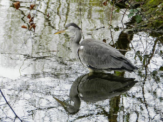 Nikon Coolpix P500 gallery - Image 2