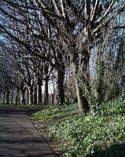 Olympus Camedia C-1400L gallery - Image 4