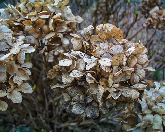 Olympus Camedia C-1400L gallery - Image 17