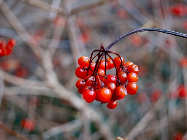 Olympus E-410 gallery - Image 4