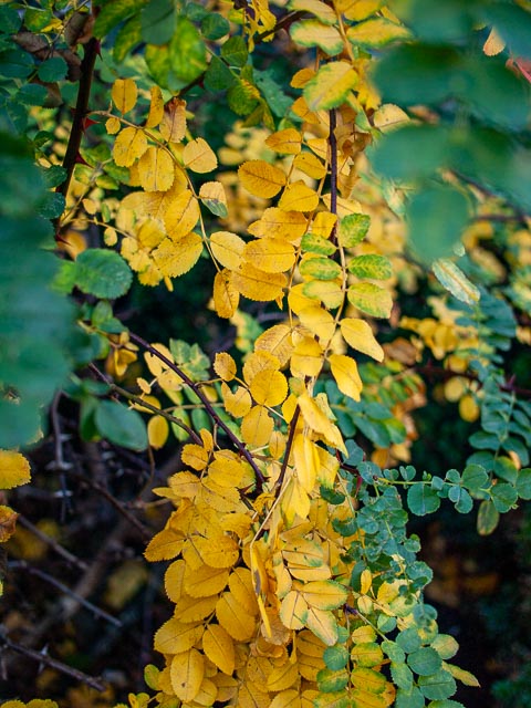 Olympus E-410 gallery - Image 6