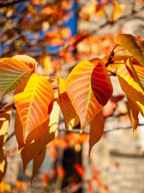 Olympus E-410 gallery - Image 9