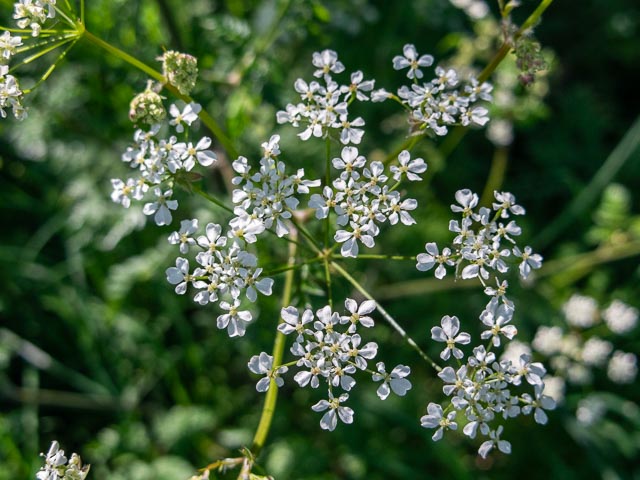 Pentax Q gallery - Image 2