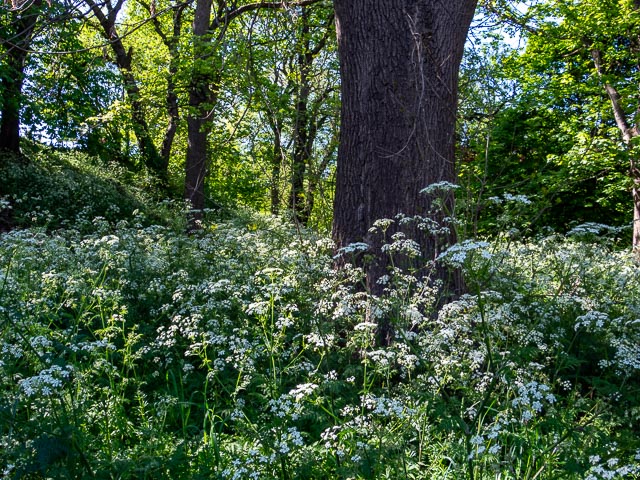 Pentax Q gallery - Image 14