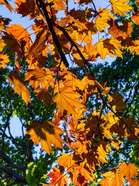 Pentax Q gallery - Image 12