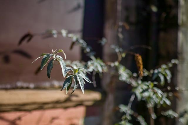 Sigma 24mm F/1.4 Art - Image 1