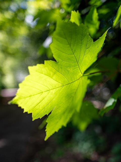 Sigma 24mm F/1.4 Art - Image 13