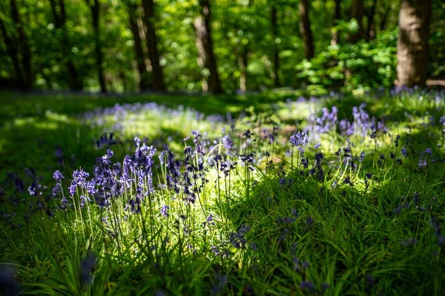 Sigma 24mm F/1.4 Art - Image 16