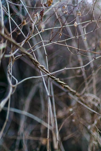Sigma 50mm F/1.4 Art - Image 4