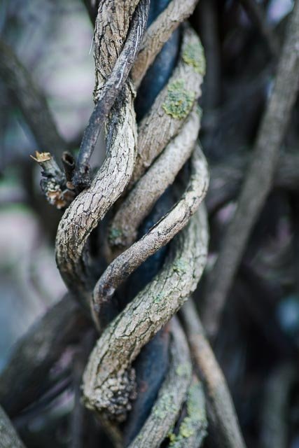 Sigma 50mm F/1.4 Art - Image 6
