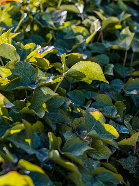 Sigma 50mm F/1.4 Art - Image 13