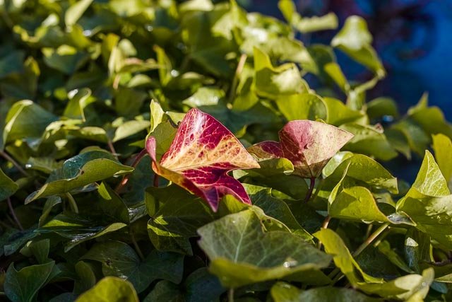 Sigma 50mm F/1.4 Art - Image 14