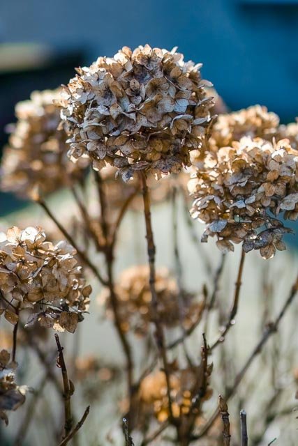 Sigma 50mm F/1.4 Art - Image 15