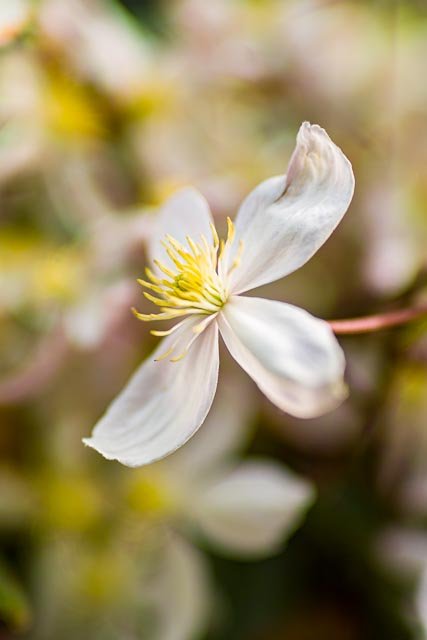Sigma 50mm F/1.4 Art - Image 28