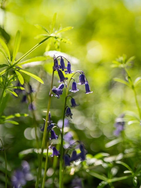 Sigma 50mm F/1.4 Art - Image 32