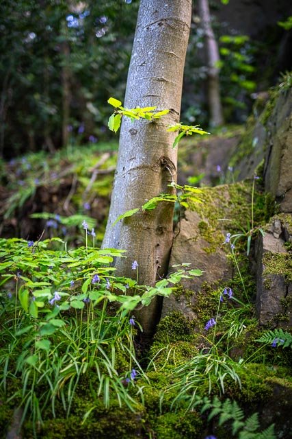 Sigma 50mm F/1.4 Art - Image 36