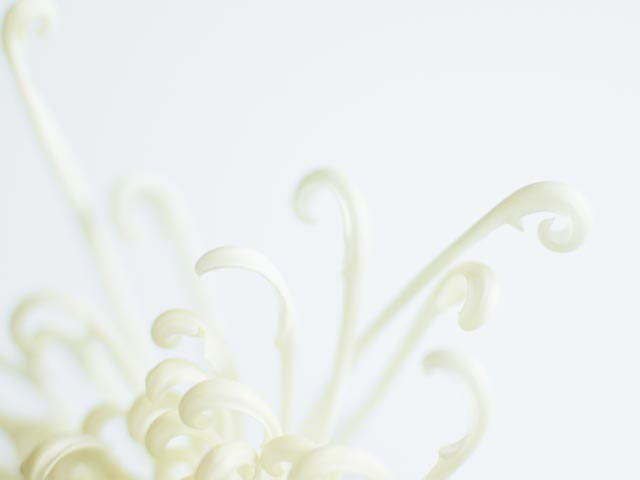 SDQH gallery - Image 11
