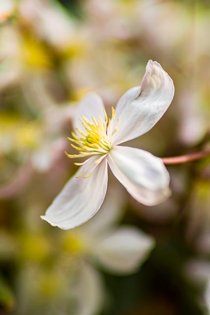 Sigma SD14 gallery - Image 12