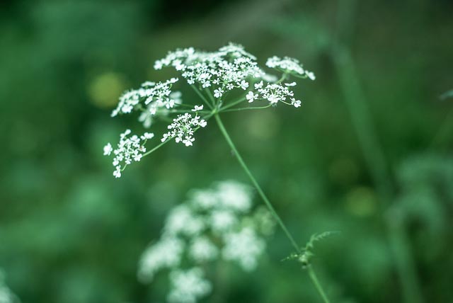 Sony Alpha DSLR-A100 gallery - Image 1