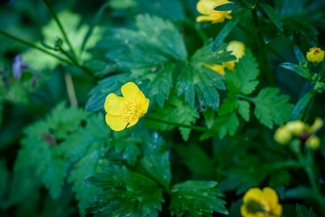 Sony Alpha DSLR-A100 gallery - Image 2