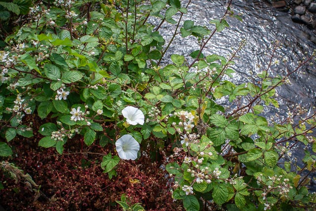 Sony Alpha DSLR-A100 gallery - Image 4