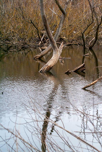 Sony Alpha DSLR-A100 gallery - Image 8