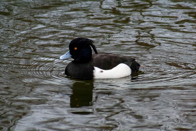 Sony Alpha DSLR-A100 gallery - Image 11