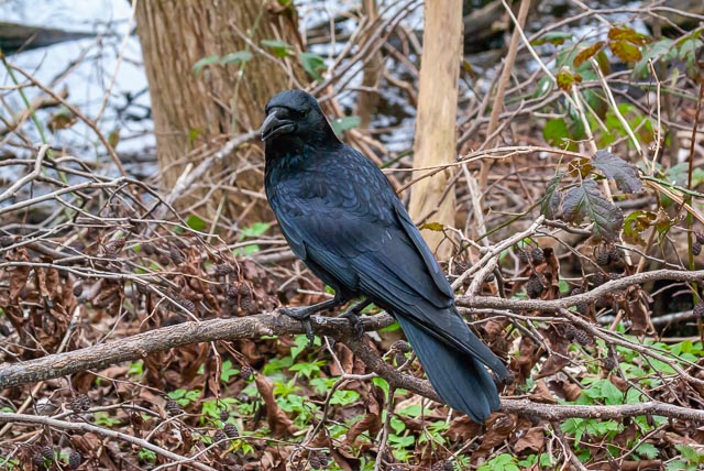 Sony Alpha DSLR-A100 gallery - Image 12