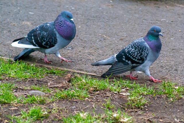 Sony Alpha DSLR-A100 gallery - Image 14