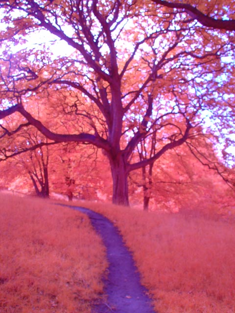 Sony Cyber-shot DSC-V1 gallery - Infrared comparison shot 2